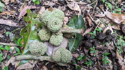 Lithocarpus lepidocarpus, photographed by Cheng-Te Hsu