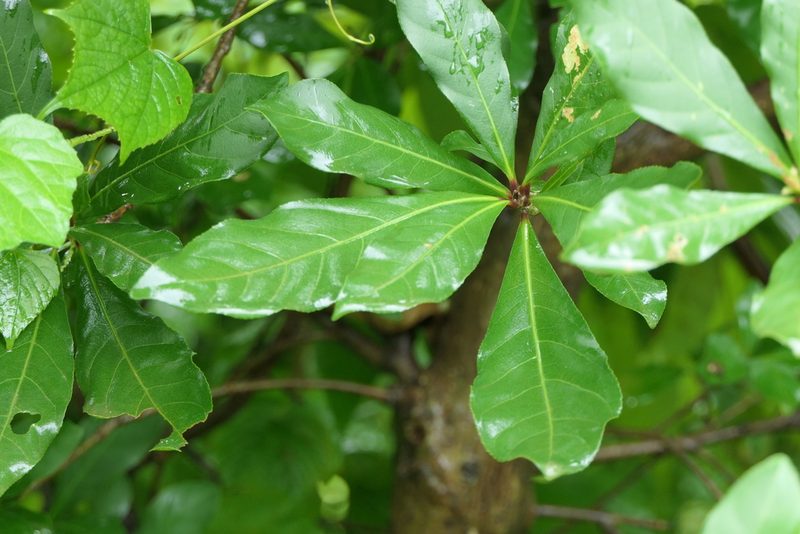Barringtonia acutangula, photographed by Dinesh Valke