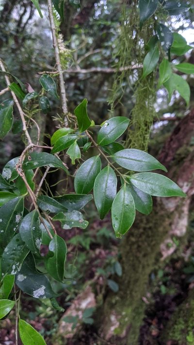 Symplocos anomala, photographed by Cheng-Te Hsu