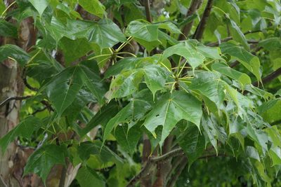 Sterculia urens, photographed by Dinesh Valke