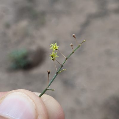 Eriogonum trichopes, photographed by Dominic Gentilcore