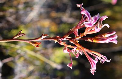 Tritoniopsis dodii, photographed by Tony Rebelo