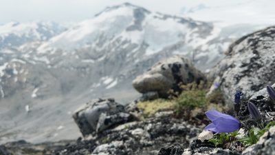 Campanula lasiocarpa, photographed by Trevor Van Loon