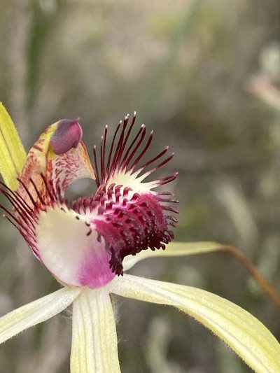 Caladenia lorea, photographed by John Van Den Nouwelant