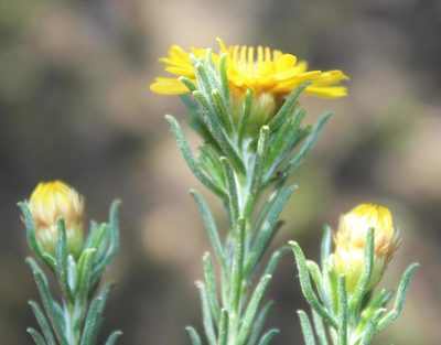 Oedera fruticosa, photographed by Tony Rebelo