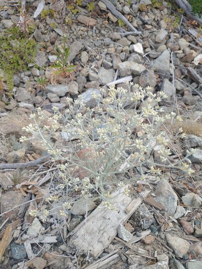 Pseudognaphalium thermale, photographed by Drew Meyer
