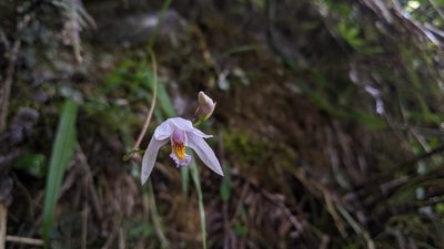 Bletilla formosana, photographed by Cheng-Te Hsu