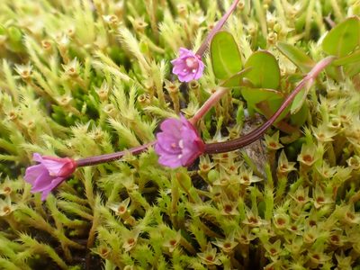 Epilobium anagallidifolium