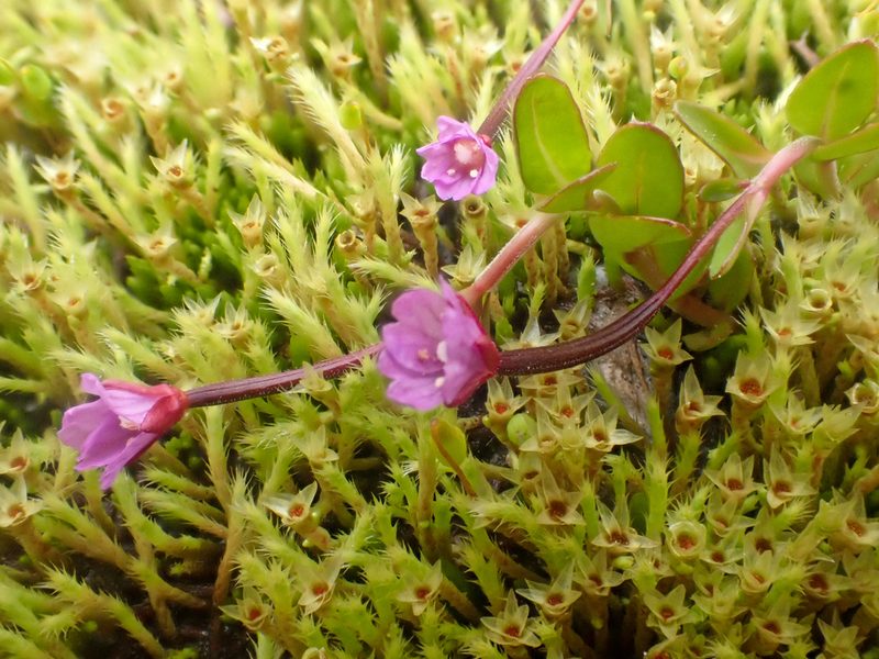 Epilobium anagallidifolium, photographed by Trevor Van Loon