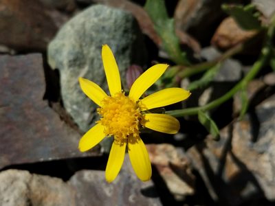 Senecio fremontii, photographed by Trevor Van Loon