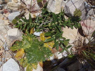 Asclepias crispa, photographed by Nicola van Berkel