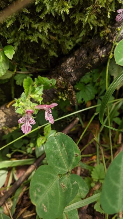 Suzukia shikikunensis, photographed by Cheng-Te Hsu