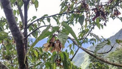 Acer caudatifolium, photographed by Cheng-Te Hsu
