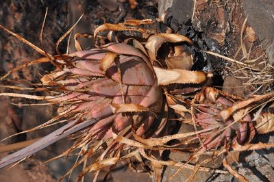 Aloe pretoriensis, photographed by Andrew Hankey