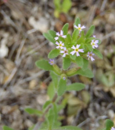 Zaluzianskya gracilis, photographed by Nicola van Berkel