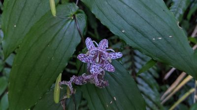 Tricyrtis suzukii, photographed by Cheng-Te Hsu