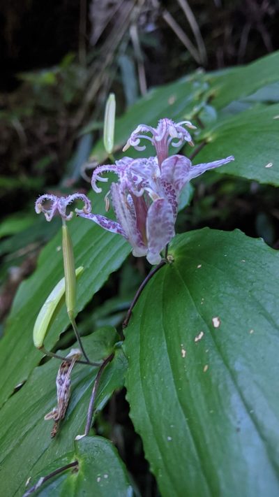 Tricyrtis suzukii, photographed by Cheng-Te Hsu