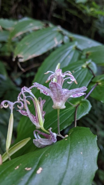 Tricyrtis suzukii, photographed by Cheng-Te Hsu