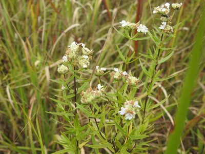 Pycnanthemum virginianum, photographed by Yann Kemper