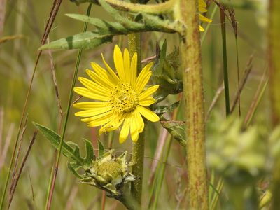 Silphium laciniatum, photographed by Yann Kemper