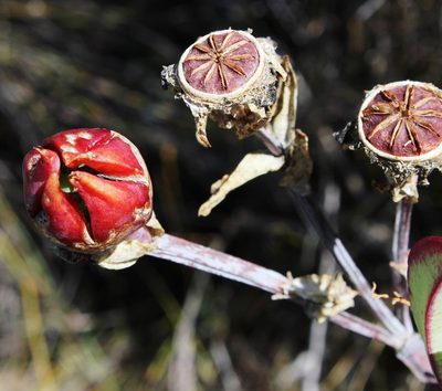 Erepsia pillansii, photographed by Tony Rebelo