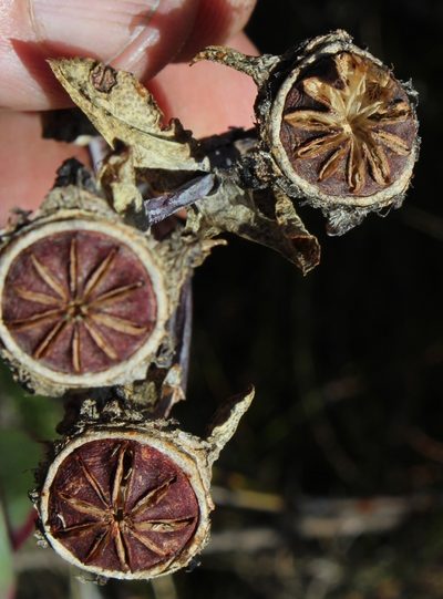 Erepsia pillansii, photographed by Tony Rebelo