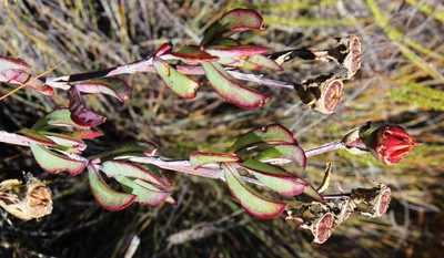 Erepsia pillansii, photographed by Tony Rebelo