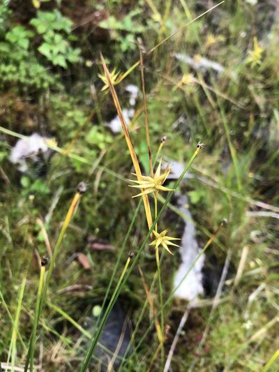 Carex michauxiana, photographed by Cassidy Best