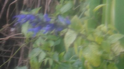 Salvia guaranitica, photographed by Bahiano Ayala