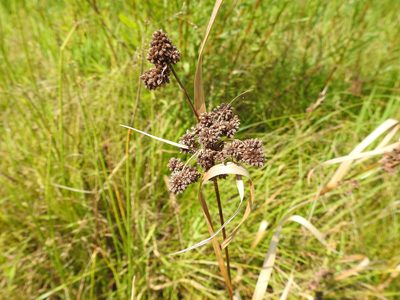 Scirpus atrovirens, photographed by Yann Kemper