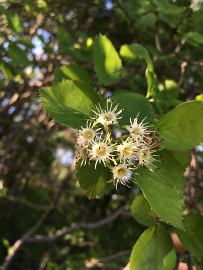 Crataegus suborbiculata, photographed by Étienne Lacroix-Carignan