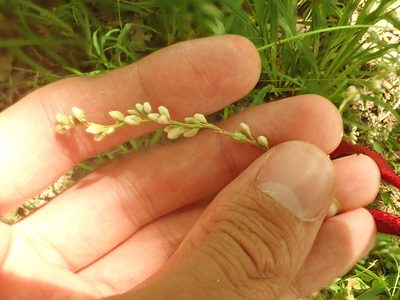Persicaria punctata, photographed by Yann Kemper