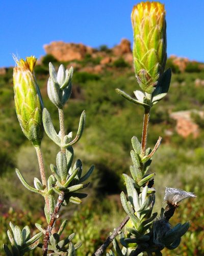 Pteronia cinerea, photographed by Tony Rebelo
