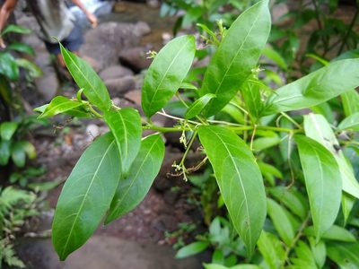 Cestrum nocturnum, photographed by Quinn Shemet
