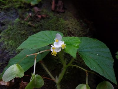 Begonia hirtella, photographed by Quinn Shemet
