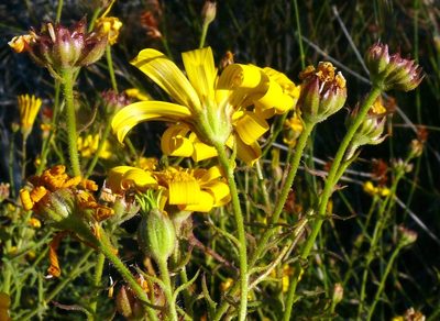 Osteospermum rigidum, photographed by Tony Rebelo