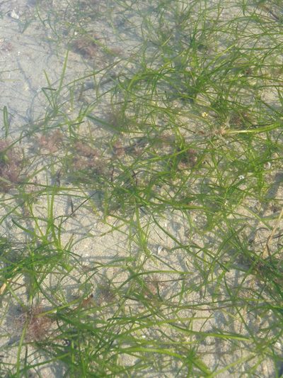 Zostera capensis, photographed by Nicola van Berkel