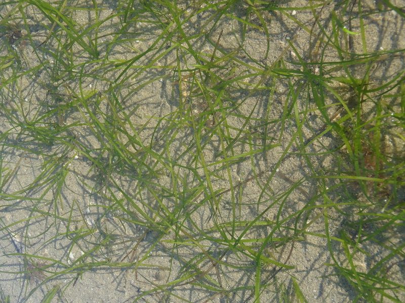 Zostera capensis, photographed by Nicola van Berkel