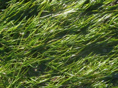 Zostera capensis, photographed by Nicola van Berkel