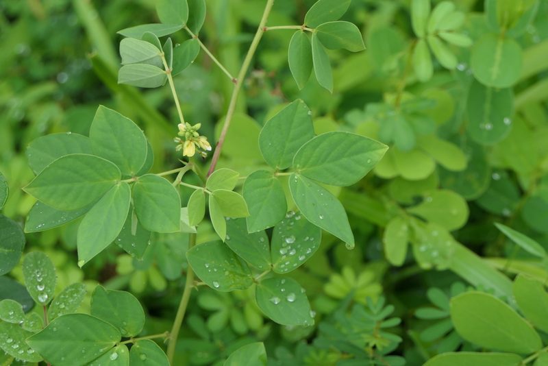 Chamaecrista absus, photographed by Dinesh Valke