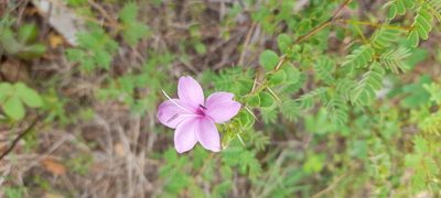 Barleria mysorensis, photographed by P Jeganathan