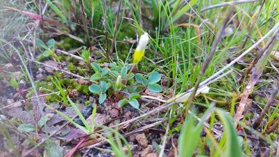 Oxalis minuta, photographed by Jacques van der Merwe