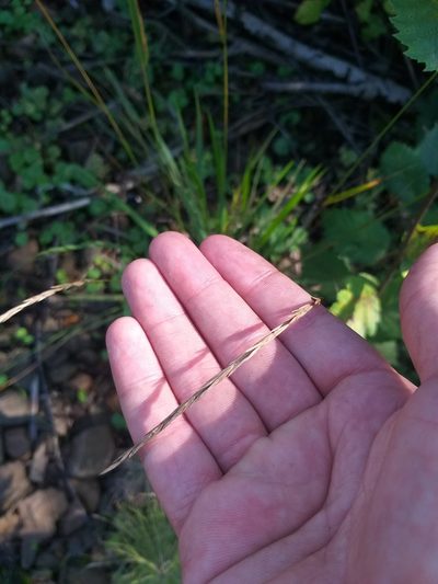 Elymus fibrosus, photographed by Dmitriy Bochkov