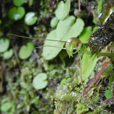 Corybas rivularis, photographed by Stephen Thorpe