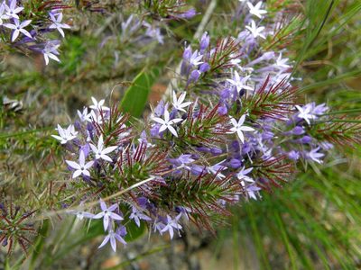 Merciera eckloniana, photographed by Klaus Wehrlin