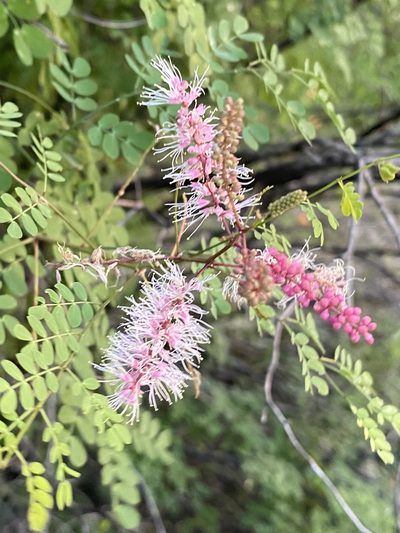Mimosa distachya, photographed by Luis Fernando Valdez Ojeda