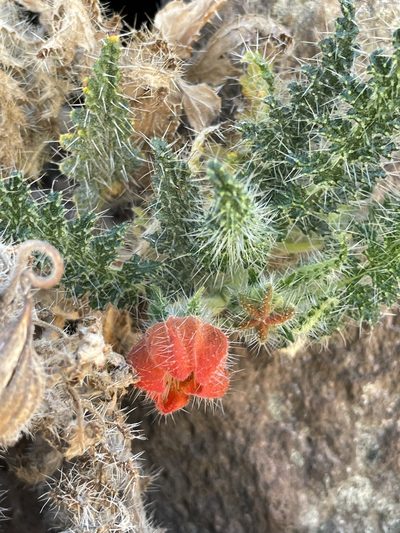 Caiophora pentlandii, photographed by Diego F. Cisneros-Heredia