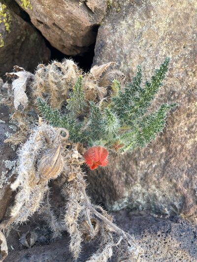 Caiophora pentlandii, photographed by Diego F. Cisneros-Heredia