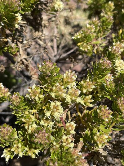 Baccharis buxifolia, photographed by Diego F. Cisneros-Heredia