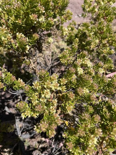 Baccharis buxifolia, photographed by Diego F. Cisneros-Heredia